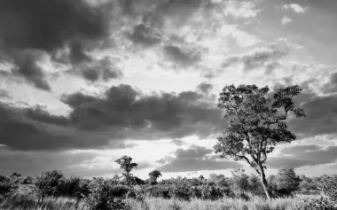 Kruger Ulusal Parkı, Güney Afrika 'da dramatik bulutlu Afrika manzarası