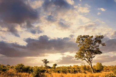 Kruger Ulusal Parkı, Güney Afrika 'da dramatik bulutlu Afrika manzarası