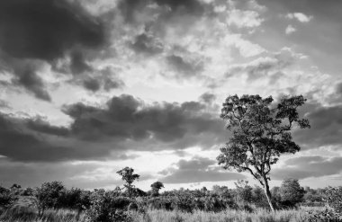 Kruger Ulusal Parkı, Güney Afrika 'da dramatik bulutlu Afrika manzarası