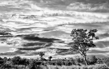 Kruger Ulusal Parkı, Güney Afrika 'da dramatik bulutlu Afrika manzarası