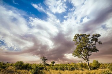 Kruger Ulusal Parkı, Güney Afrika 'da dramatik bulutlu Afrika manzarası 