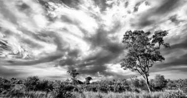 Kruger Ulusal Parkı, Güney Afrika 'da dramatik bulutlu Afrika manzarası 