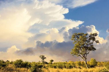 Kruger Ulusal Parkı, Güney Afrika 'da dramatik bulutlu Afrika manzarası 