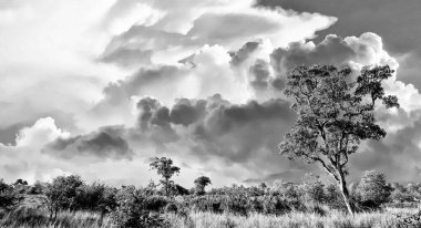 Kruger Ulusal Parkı, Güney Afrika 'da dramatik bulutlu Afrika manzarası 