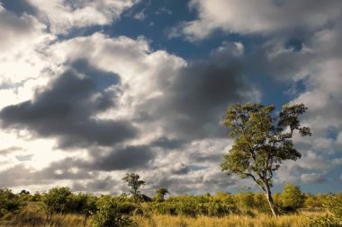 Kruger Ulusal Parkı, Güney Afrika 'da dramatik bulutlu Afrika manzarası 