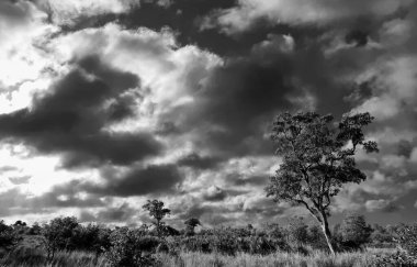 Kruger Ulusal Parkı, Güney Afrika 'da dramatik bulutlu Afrika manzarası 