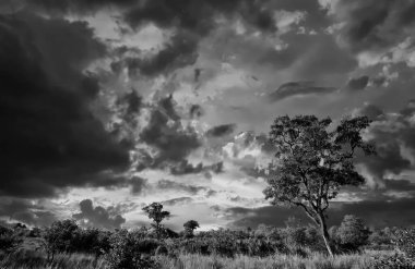 Kruger Ulusal Parkı, Güney Afrika 'da dramatik bulutlu Afrika manzarası 