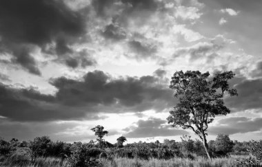 Kruger Ulusal Parkı, Güney Afrika 'da dramatik bulutlu Afrika manzarası 