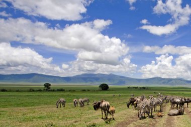Zebralar Ngorongoro Kraterinde, Tanzanya