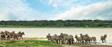 Zebralar Ngorongoro Kraterinde, Tanzanya