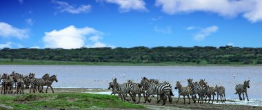 Zebralar Ngorongoro Kraterinde, Tanzanya
