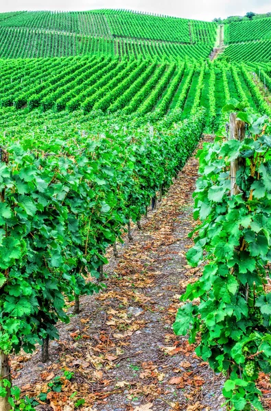 Vinha Verde Bonita Paisagem Outono Antes Colheita — Fotografia de Stock