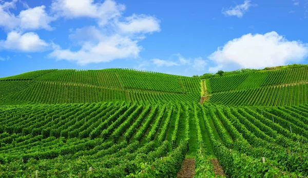 Vinha Verde Bonita Paisagem Outono Antes Colheita — Fotografia de Stock