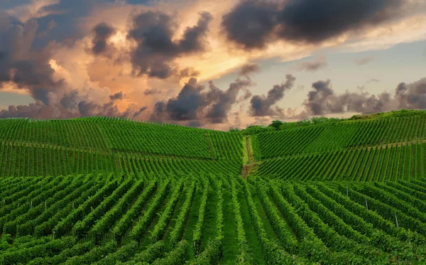 Hermoso Viñedo Verde Paisaje Otoñal Antes Cosecha — Foto de Stock