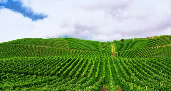 Vinha Verde Bonita Paisagem Outono Antes Colheita — Fotografia de Stock