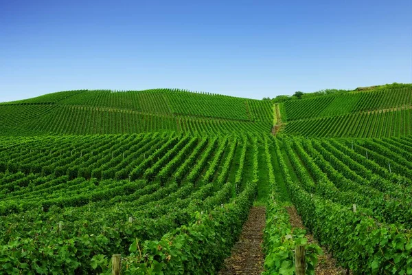 Vinha Verde Bonita Paisagem Outono Antes Colheita — Fotografia de Stock