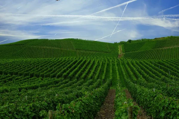 Vinha Verde Bonita Paisagem Outono Antes Colheita — Fotografia de Stock