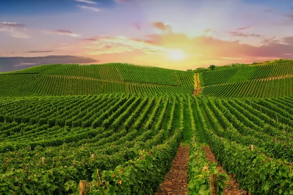 Güzel yeşil üzüm bağı, hasattan önce sonbahar manzarası