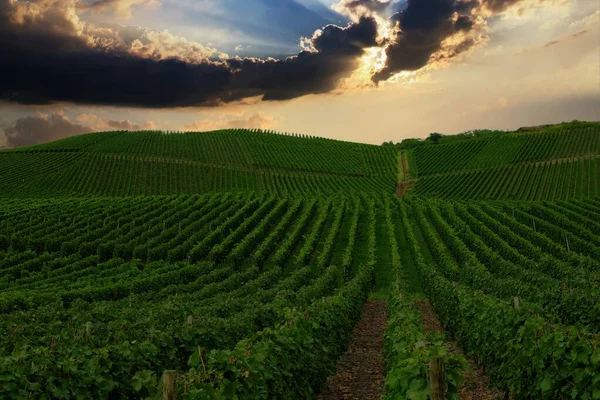 Hermoso Viñedo Verde Paisaje Otoñal Antes Cosecha — Foto de Stock