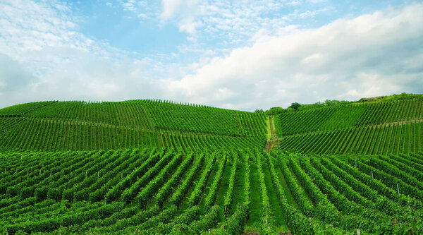 Красивый зеленый виноградник, осенний пейзаж перед сбором урожая