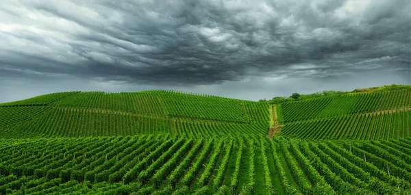 Bella Vigna Verde Paesaggio Autunnale Prima Del Raccolto — Foto Stock