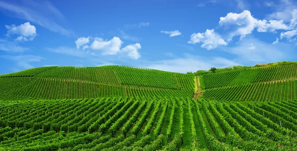 Vinha Verde Bonita Paisagem Outono Antes Colheita — Fotografia de Stock