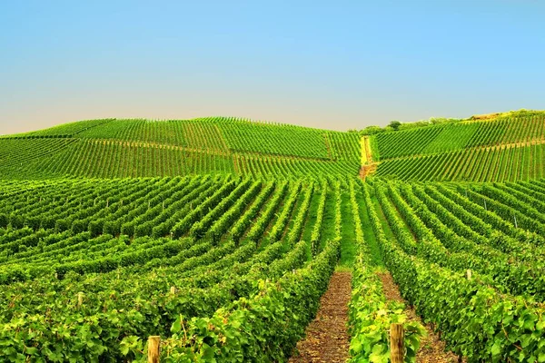 Vinha Verde Bonita Paisagem Outono Antes Colheita — Fotografia de Stock