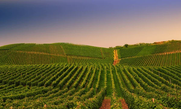Красивый Зеленый Виноградник Осенний Пейзаж Перед Сбором Урожая — стоковое фото