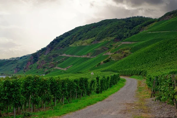 Piękna Zielona Winnica Jesienny Krajobraz Przed Zbiorami — Zdjęcie stockowe