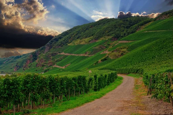 Piękna Zielona Winnica Jesienny Krajobraz Przed Zbiorami — Zdjęcie stockowe