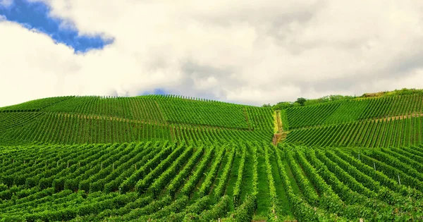 Vinha Verde Bonita Paisagem Outono Antes Colheita — Fotografia de Stock