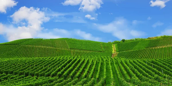 Vinha Verde Bonita Paisagem Outono Antes Colheita — Fotografia de Stock