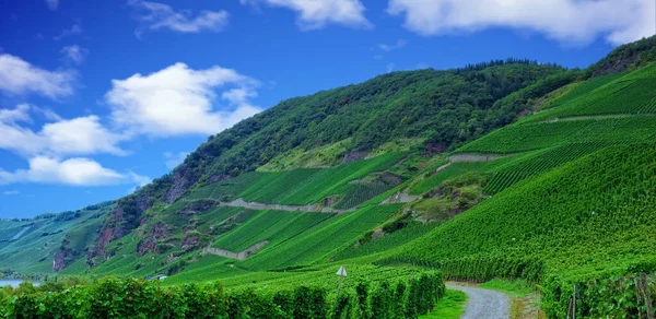 Schöner Grüner Weinberg Herbstlandschaft Vor Der Ernte — Stockfoto