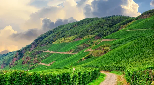 Mooie Groene Wijngaard Herfstlandschap Voor Oogst — Stockfoto