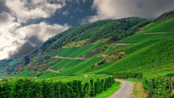 Beautiful hill landscape with a road through green vineyardand bright sky