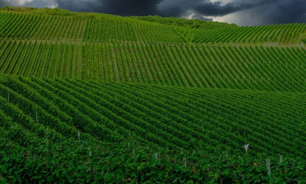 Hermoso Campo Viñedo Verde Paisaje Otoñal Antes Cosecha — Foto de Stock