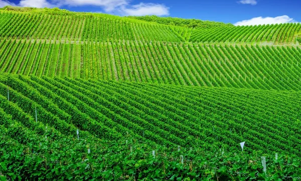 Mooie Groene Wijngaard Veld Herfst Landschap Voor Oogst — Stockfoto