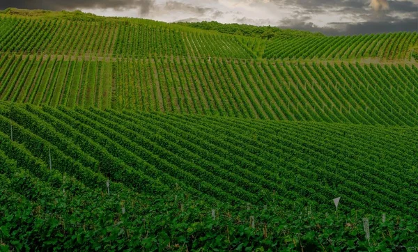 Hermoso Campo Viñedo Verde Paisaje Otoñal Antes Cosecha — Foto de Stock