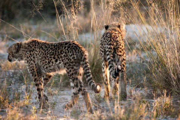 Gepard Acinonyx Jubatus Soemmeringii Deltě Okavango Botswaně — Stock fotografie