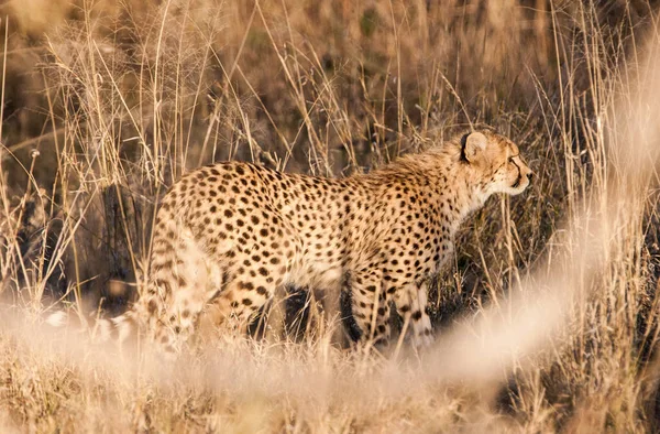 Guépard Acinonyx Jubatus Soemmeringii Dans Delta Okavango Botswana — Photo