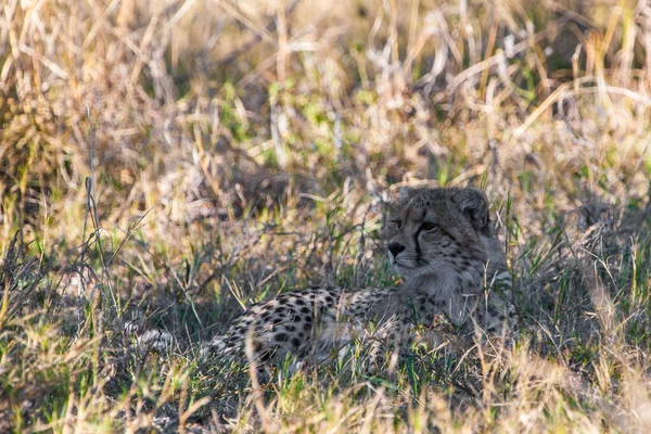 Guepardo Acinonyx Jubatus Soemmeringii Delta Del Okavango Botsuana —  Fotos de Stock