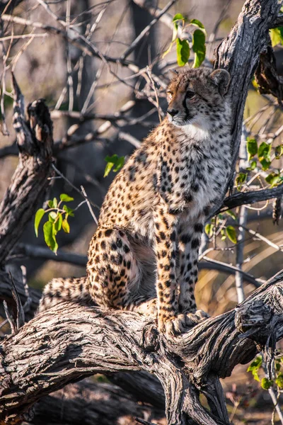 Cheetah Acinonyx Jubatus Soemmeringii Okavango Delta Botsuana — Fotografia de Stock