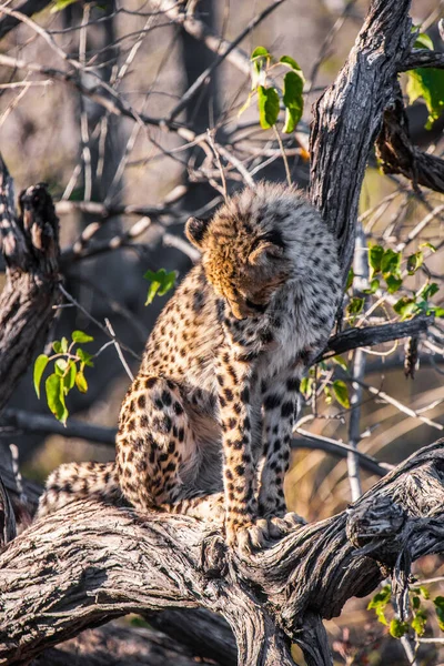 Cheetah Acinonyx Jubatus Soemmeringii Okavango Deltat Botswana — Stockfoto