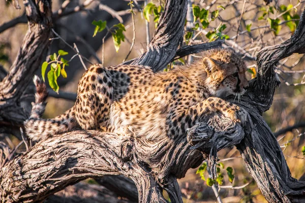 Guépard Acinonyx Jubatus Soemmeringii Dans Delta Okavango Botswana — Photo