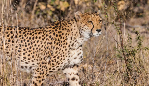博茨瓦纳奥卡万戈三角洲的Cheetah Acinonyx Jubatus Soemmerp Org — 图库照片