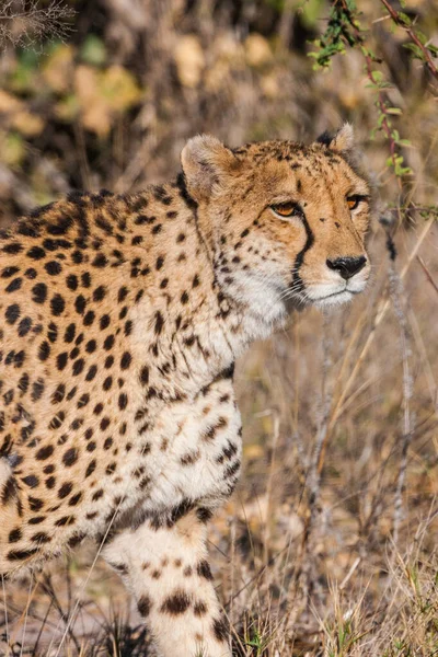 Cheetah Acinonyx Jubatus Soemmeringii Okavango Delta Botsuana — Fotografia de Stock