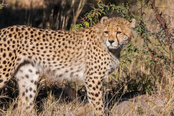 Gepard Acinonyx Jubatus Soemmeringii Deltě Okavango Botswaně — Stock fotografie