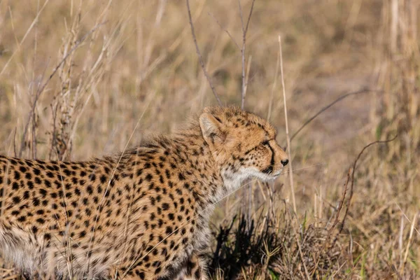 Guépard Acinonyx Jubatus Soemmeringii Dans Delta Okavango Botswana — Photo