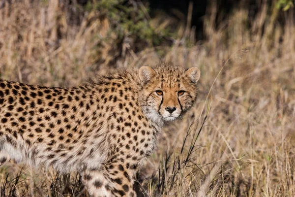 Cheetah Acinonyx Jubatus Soemmeringii Okavango Delta Botswana — Stock Photo, Image