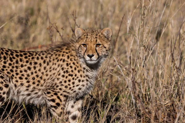 Cheetah Acinonyx Jubatus Soemmeringii Дельте Реки Окаванго Ботсване — стоковое фото